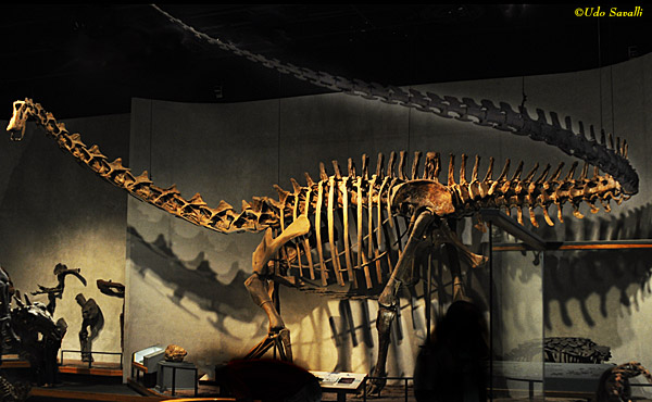 Diplodocus skeleton