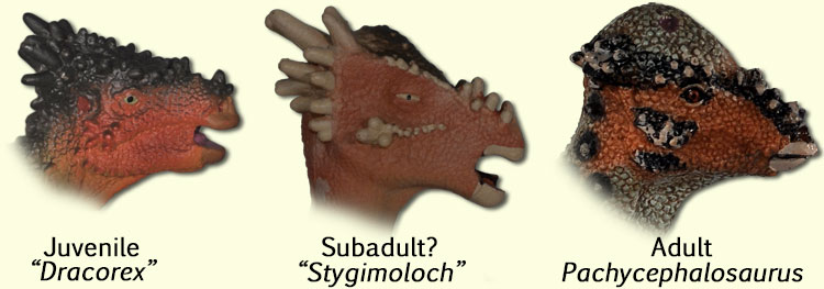 age or species in Pachycephalosaurs