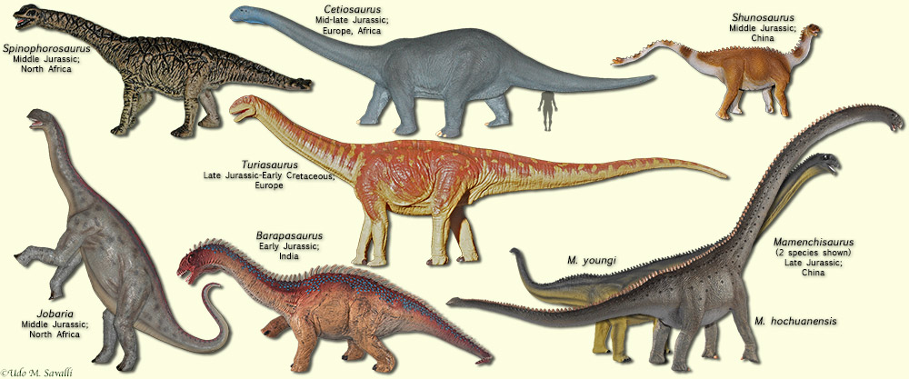 Basal Sauropods