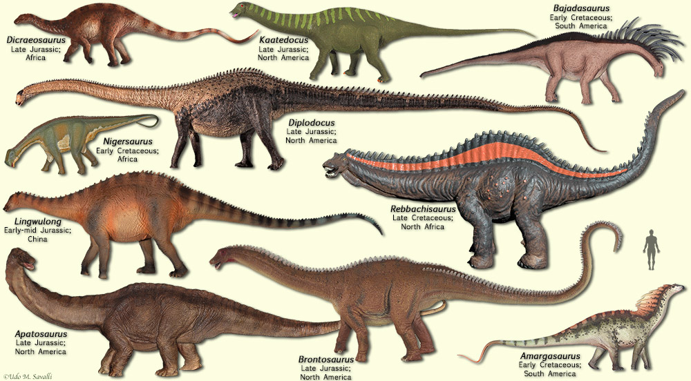 Diplodocoid Sauropods