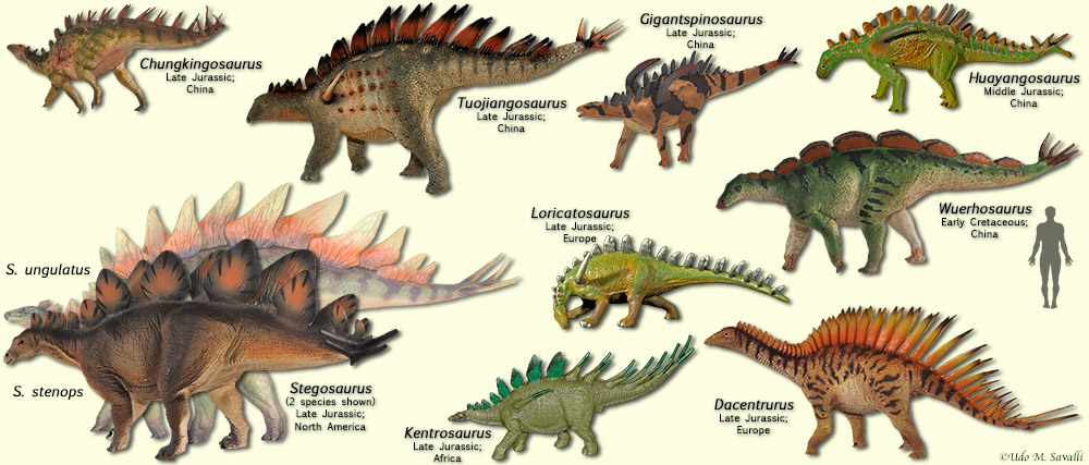 Stegosaurs