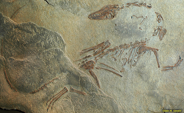 Coelophysis fossil