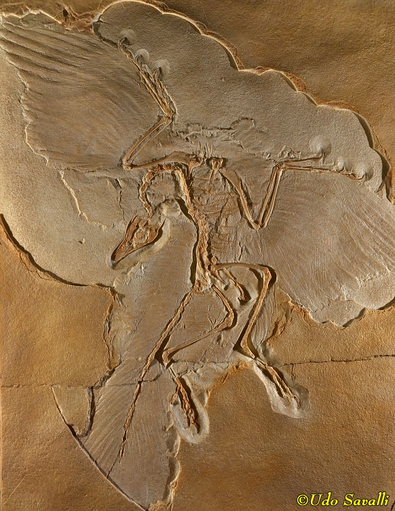 Archaeopteryx