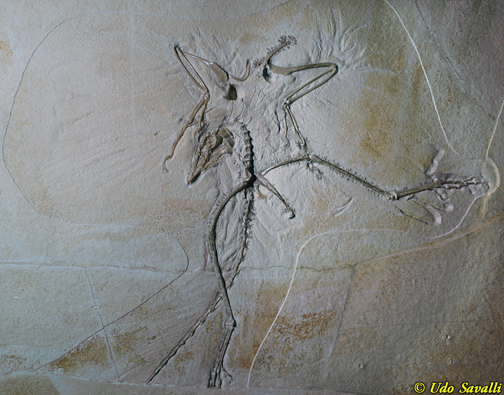 Archaeopteryx 2