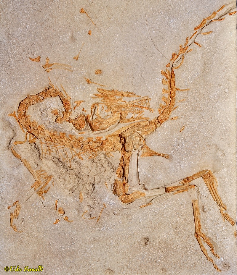 Compsognathus