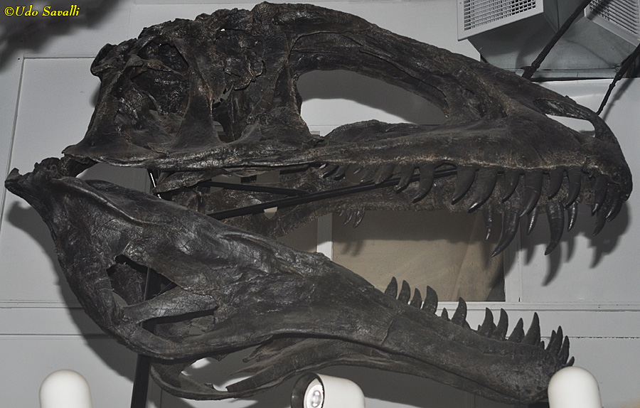 Acrocanthosaurus