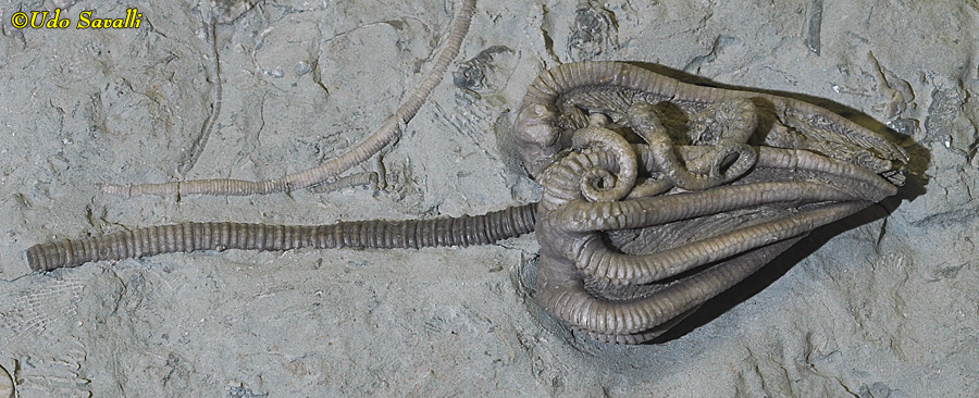 crinoid + brittlestar