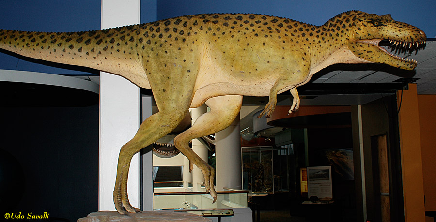Albertosaurus Model