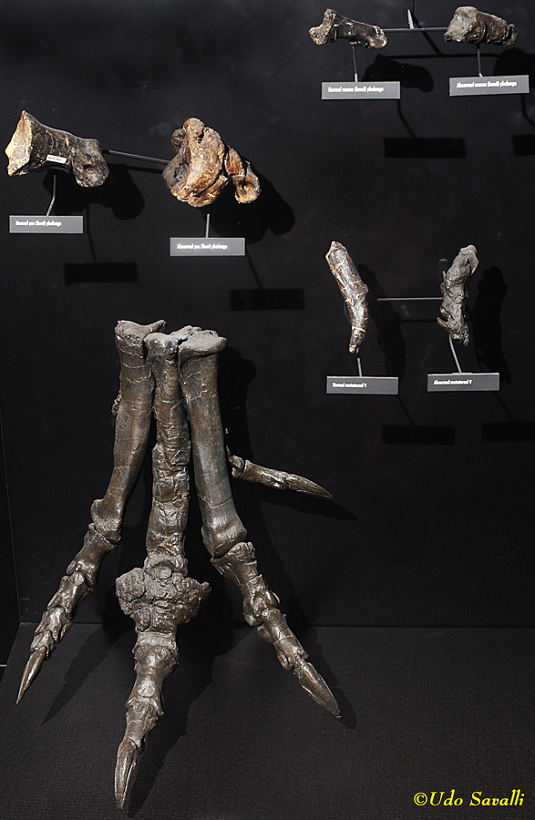 Allosaurus pathology