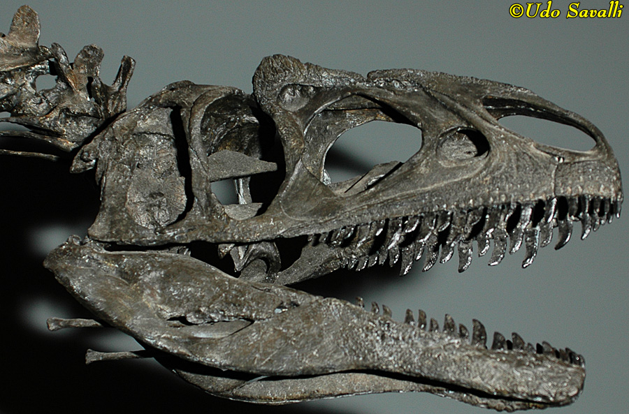 Allosaurus jimmadseni skull