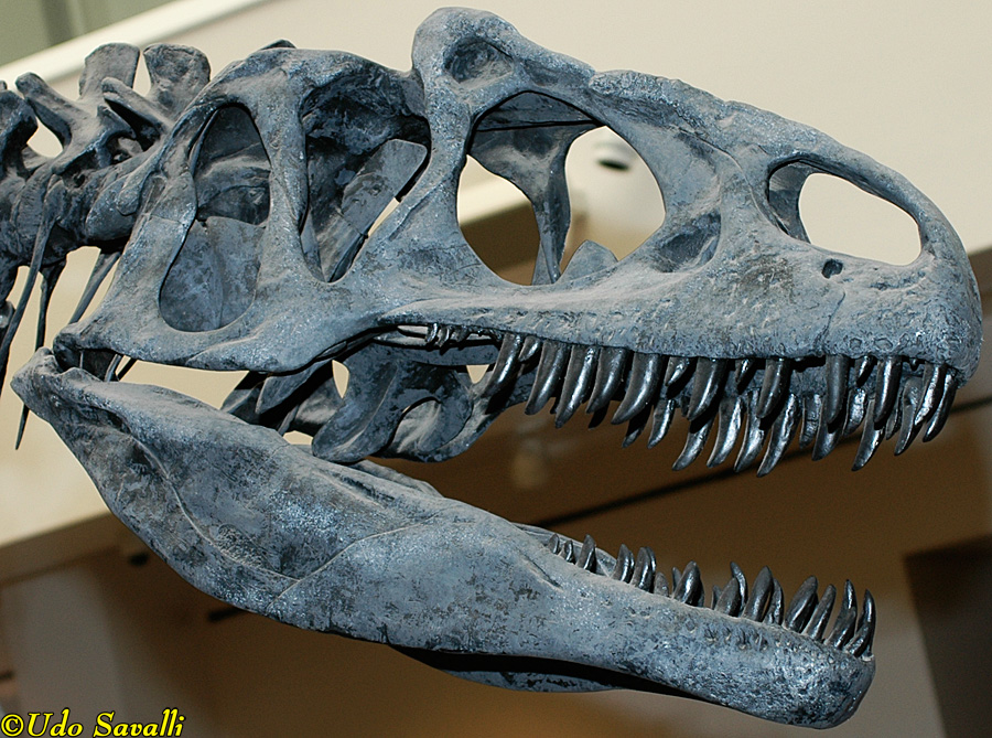 Allosaurus fragilis skull