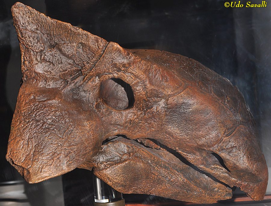 Ankylosaurus skull