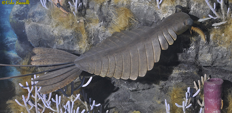 Anomalocaris