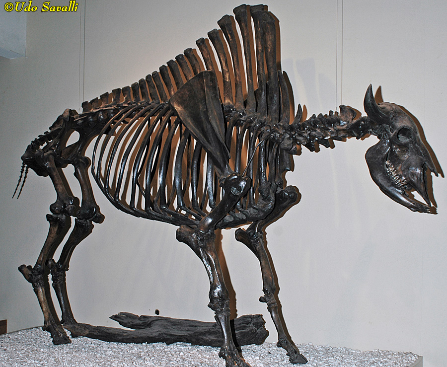Bison