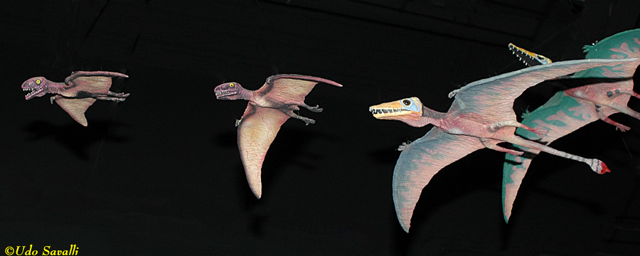 Anurognathus & Scaphognathus Models