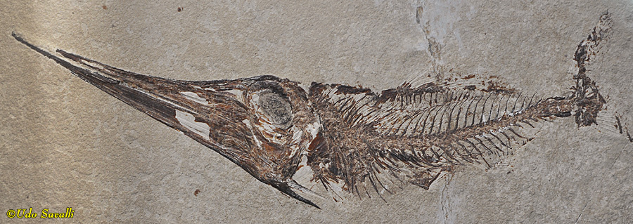 Apateopholis