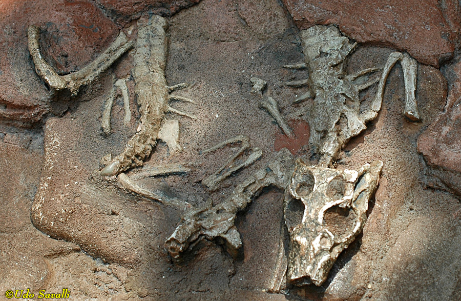 Araripesuchus