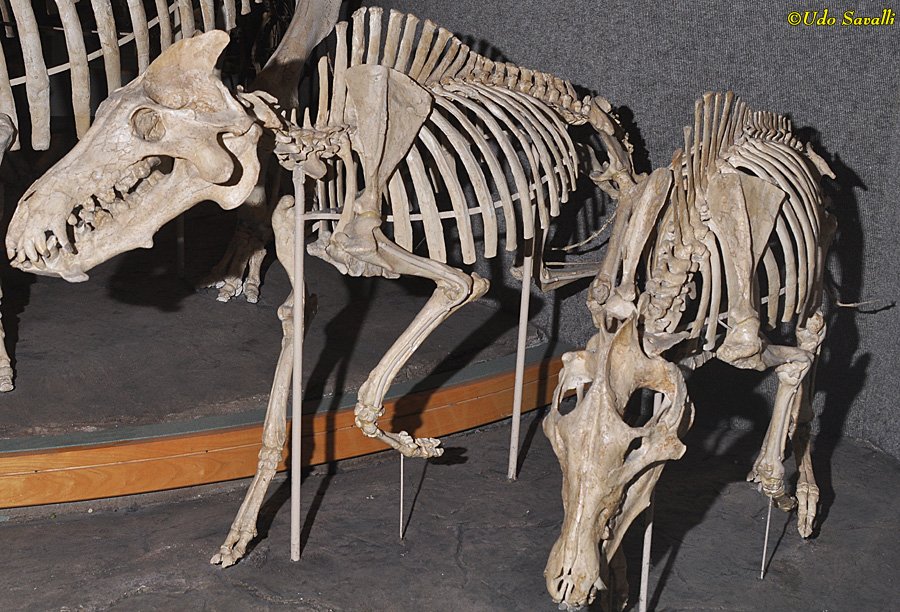 Archaeotherium