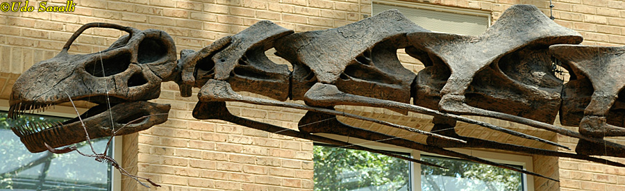 Argentinosaurus head