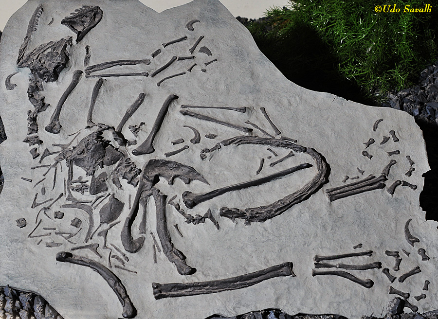 Bambiraptor fossil