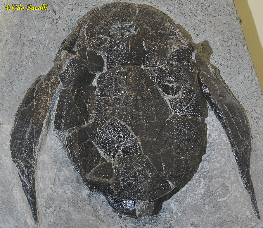 Bothriolepis