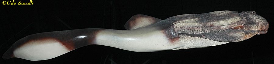 Bothriolepis Model