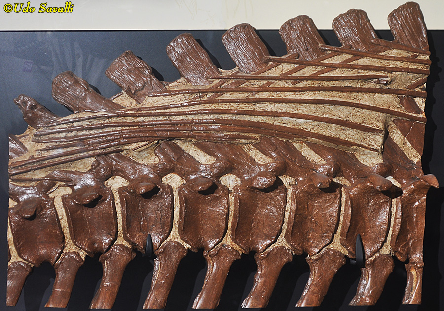 Brachylophosaurus tendons