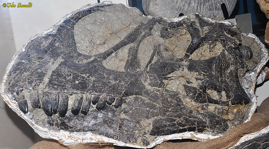 Camarasaurus skull