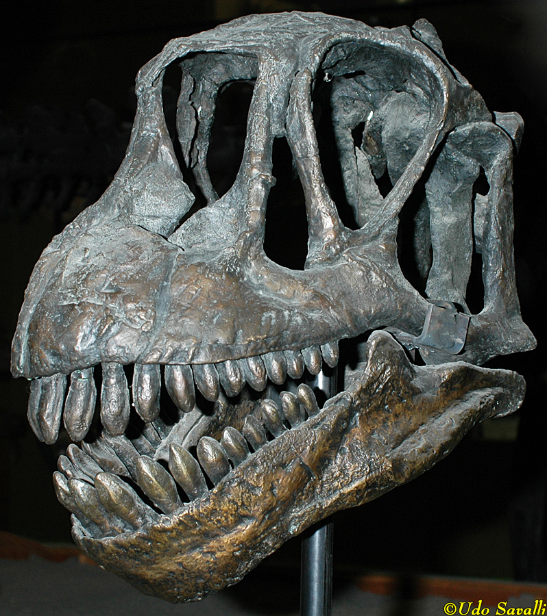 Camarasaurus skull