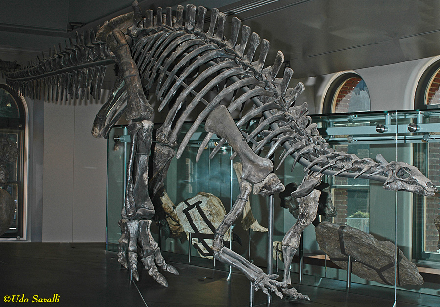 Camptosaurus