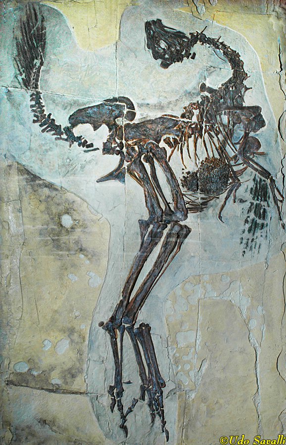 Caudipteryx 2