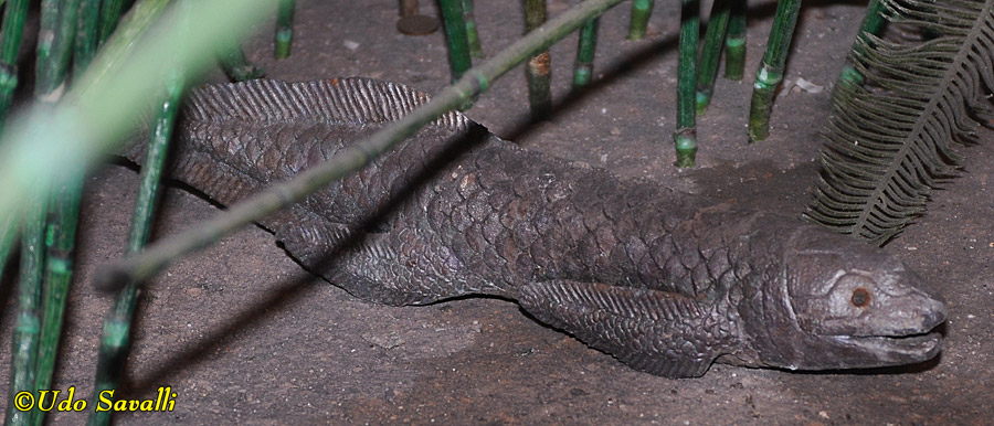 Ceratodus Model