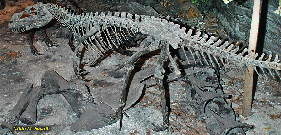 Ceratosaurus