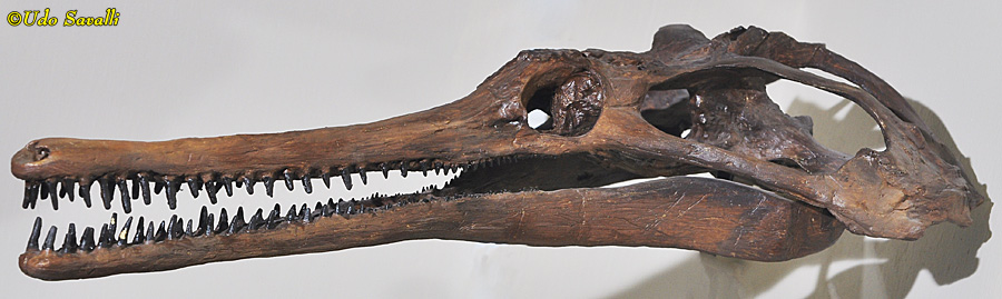 Champsosaurus skull