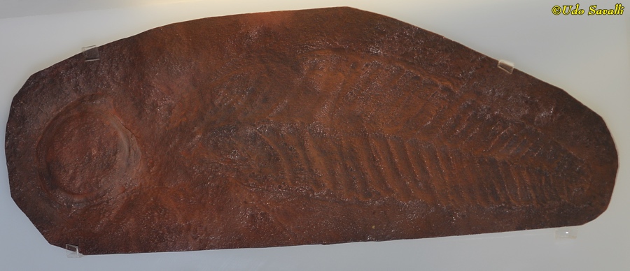 Charniodiscus