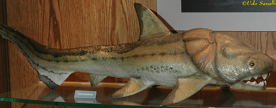 Coccosteus Model