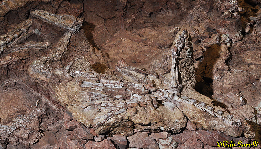 Coelophysis fossil