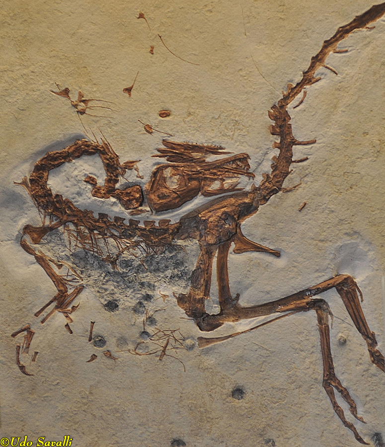 Compsognathus fossil
