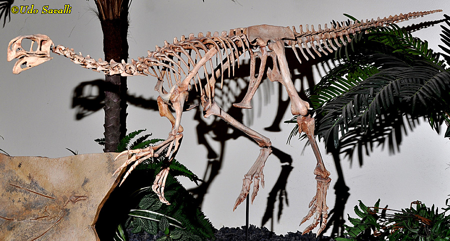 Conchoraptor skeleton