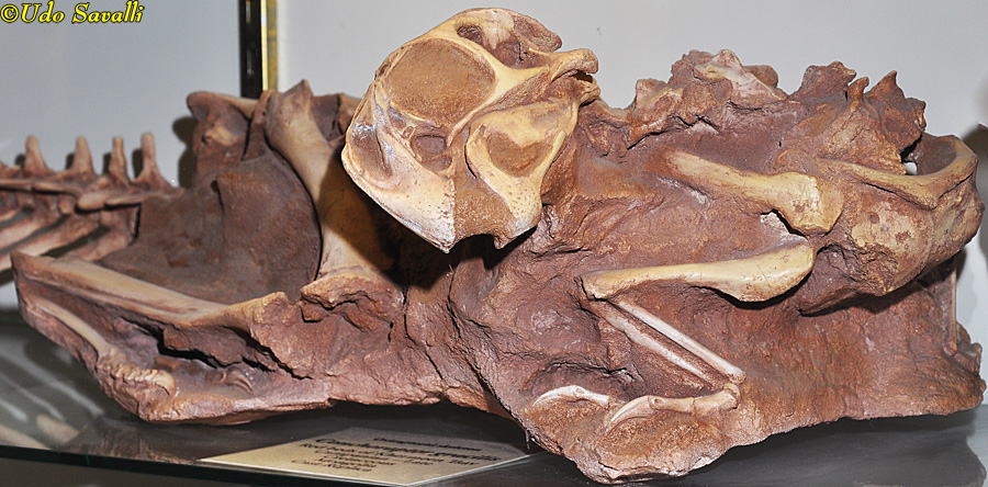 Conchoraptor fossil