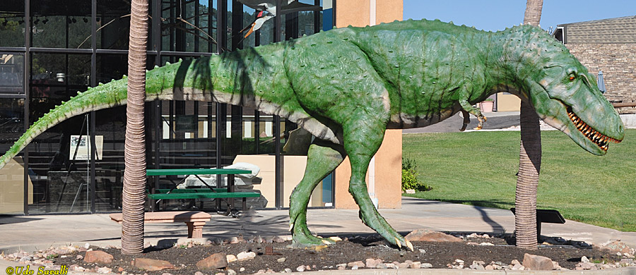 Daspletosaurus Model