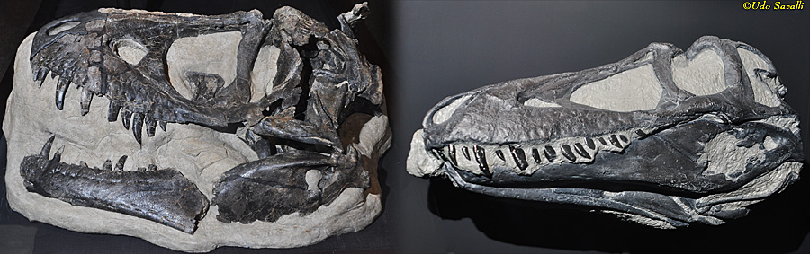 Daspletosaurus skulls