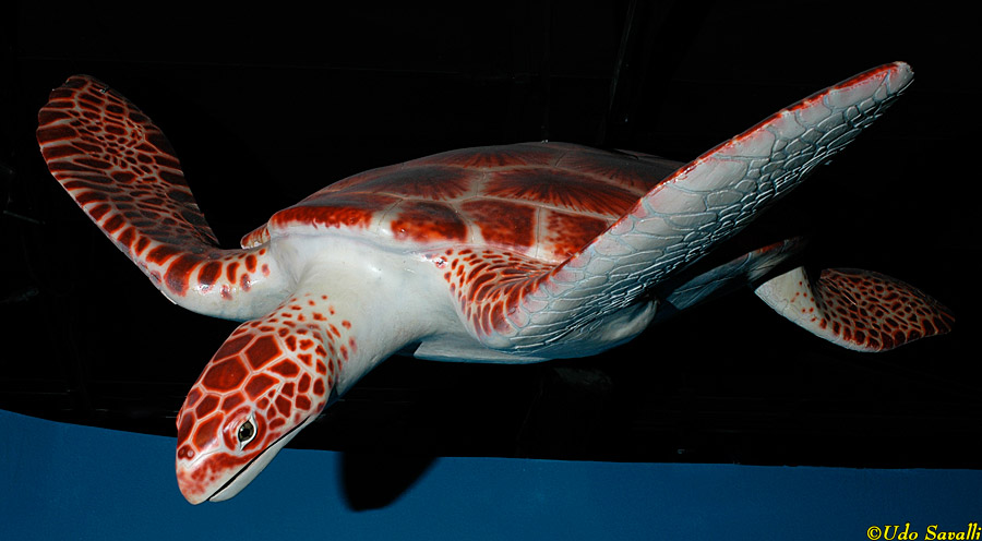 Desmatochelys Model