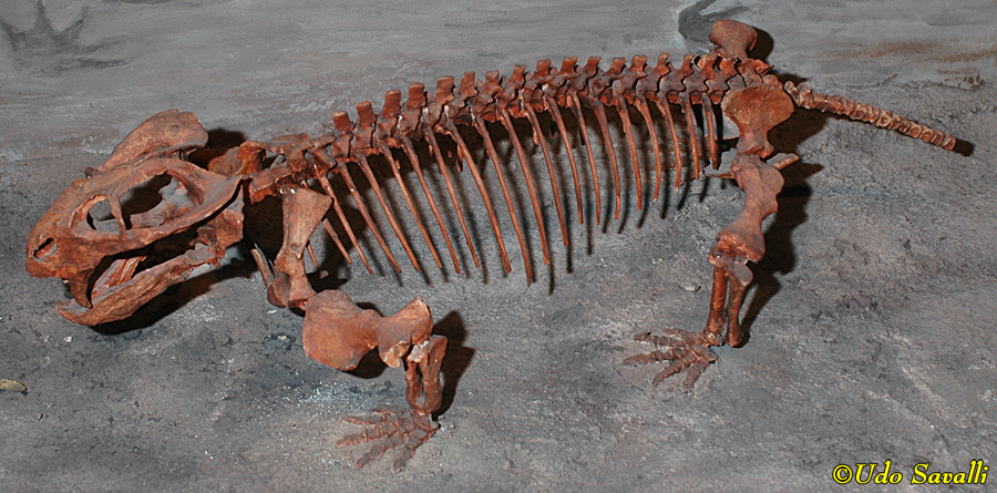 Dicynodon