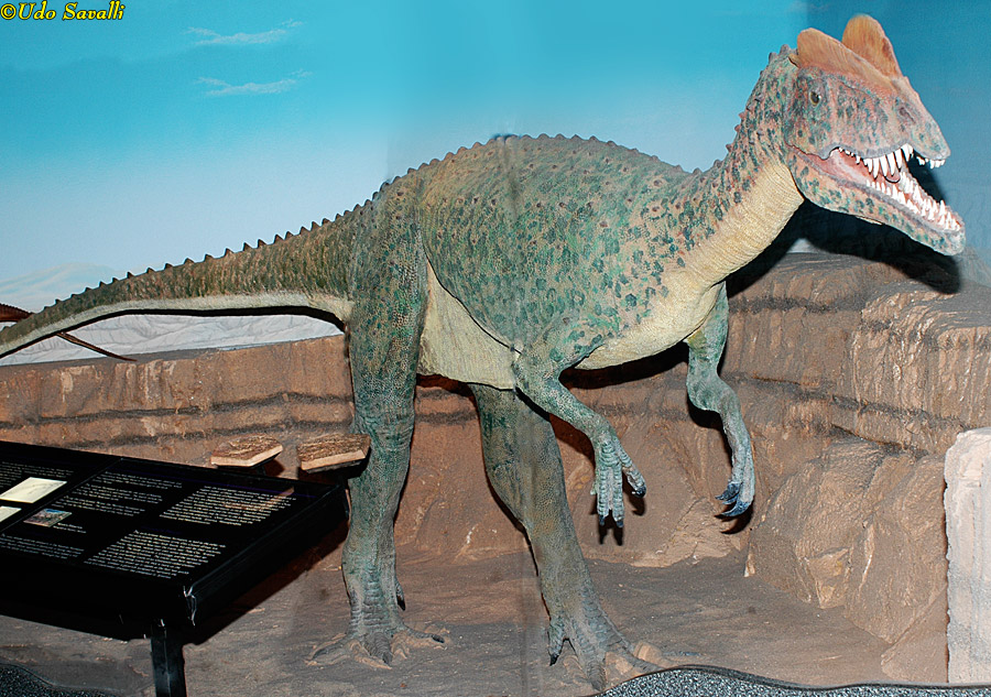 Dilophosaurus Model