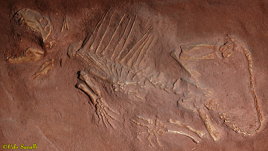 Dimetrodon juv