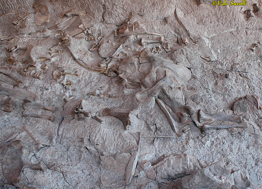 Mixed dinosaur bones