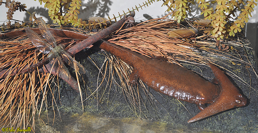 Diploceraspis Model