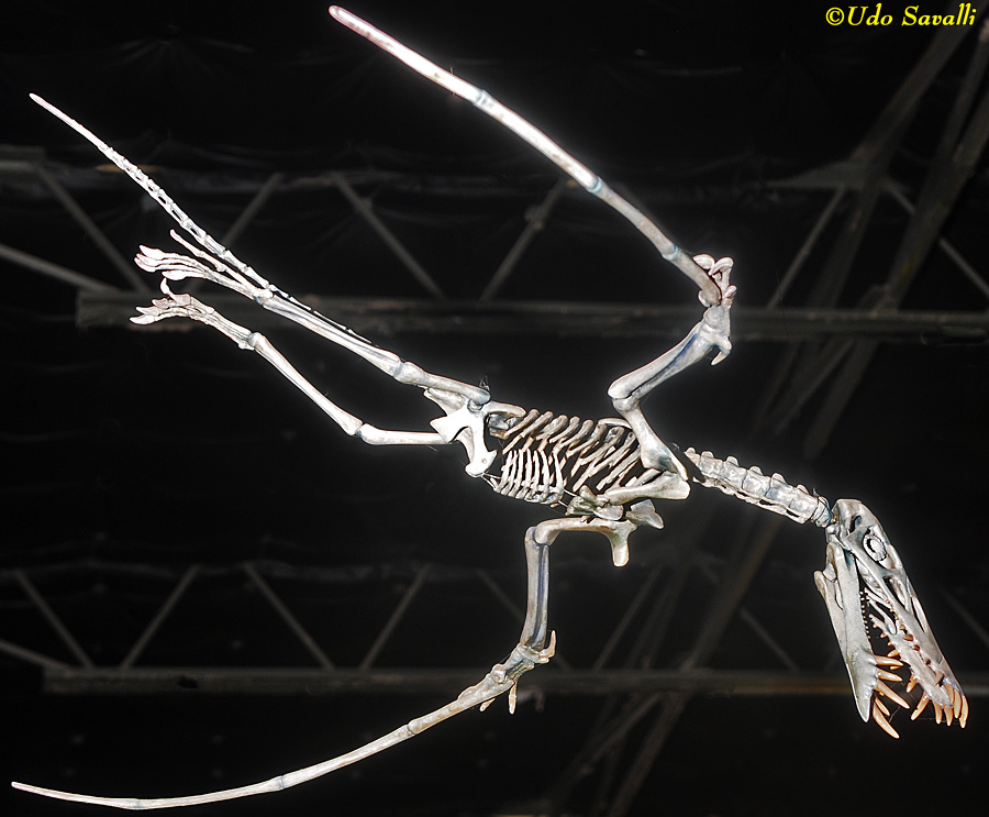 Dorygnathus