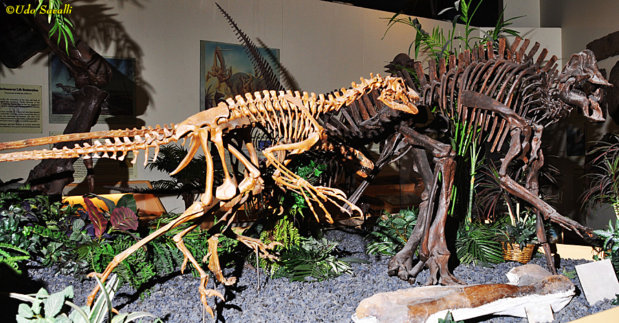 Dromaeosaurus & Hypacrosaurus